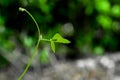 Closeup nature view of green leaf in garden at summer under sunlight. Natural green plants landscape using as a background or wal Royalty Free Stock Photo