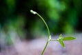 Closeup nature view of green leaf in garden at summer under sunlight. Natural green plants landscape using as a background or wall Royalty Free Stock Photo