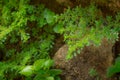 Closeup nature view of green leaf in garden at summer under sunlight. Natural green plants landscape using as a background or wall Royalty Free Stock Photo