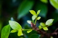 Closeup nature view of green leaf in garden at summer under sunlight. Natural green plants landscape using as a background or wall Royalty Free Stock Photo