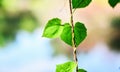 Closeup nature view of green leaf in garden at summer under sunlight. Natural green plants landscape using as a background or wall