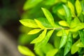 Closeup nature view of green leaf in garden at summer under sunlight,Natural green plants landscapeusing Royalty Free Stock Photo