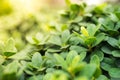 Closeup nature view of green leaf in garden at summer under sunlight. Royalty Free Stock Photo