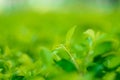 Nature\'s Embrace: Closeup of a Green Leaf in a Sunlit Garden