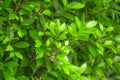 Closeup nature view of green leaf in garden at summer under sunlight. Natural green plants landscape using as a background or wall Royalty Free Stock Photo