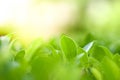 Closeup nature view of green leaf in garden at summer under sunlight. Natural green plants landscape using as a background or Royalty Free Stock Photo