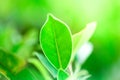 Closeup nature view of green leaf in garden at summer under sunlight. Natural green plants landscape using as a background or Royalty Free Stock Photo