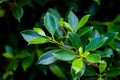 Closeup nature view of green leaf in garden at summer under sunlight. Natural green plants landscape using as a background or wall Royalty Free Stock Photo