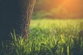 Closeup nature view of green leaf in garden at summer under sunlight. Natural green plants landscape using as a background or Royalty Free Stock Photo