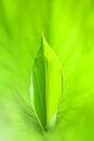 Closeup nature view of Green leaf in garden at summer under sunlight. Royalty Free Stock Photo