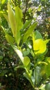 Closeup nature view of green leaf in garden at summer under sunlight. Natural green plants landscape using as a background Royalty Free Stock Photo