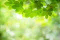 Closeup nature view of green leaf on greenery blurred background Royalty Free Stock Photo