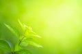 Closeup nature view of green leaf on greenery blurred background in garden Royalty Free Stock Photo