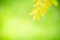 Closeup nature view of green leaf on greenery blurred background in garden Royalty Free Stock Photo