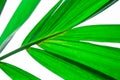 Closeup nature view of green leaf . Natural green plants landscape using as a background or wallpaper. Royalty Free Stock Photo