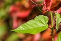 Closeup nature view of green leaf texture on red leaf blurred Royalty Free Stock Photo