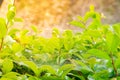 Closeup nature view of green leaf under sunshine in garden at summer under sunlight. Natural green plants landscape using as a ba Royalty Free Stock Photo