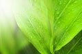 Closeup nature view of Green leaf with water drops in garden at summer under sunlight. Royalty Free Stock Photo