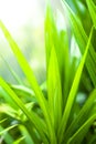 Closeup nature view of Green leaf with water drops in garden at summer under sunlight. Royalty Free Stock Photo