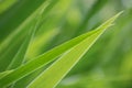 Closeup nature view of insolated juicy green long narrow  leaves diagonally Royalty Free Stock Photo