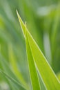 Closeup nature view of insolated juicy green long narrow  leaves diagonally. Picture vertical Royalty Free Stock Photo