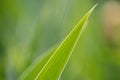 Closeup nature view of insolated juicy green long narrow  lonely leaf diagonally Royalty Free Stock Photo