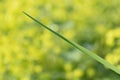 Closeup nature view of lonely juicy green long narrow  leaf diagonally with one round iridescent bokeh Royalty Free Stock Photo
