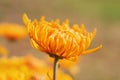 Closeup nature view of one bright orange fresh dahlia flower Royalty Free Stock Photo