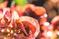 Closeup nature view of Red leaf texture on blurred background Royalty Free Stock Photo