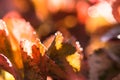 Closeup nature view of Red leaf texture on blurred background Royalty Free Stock Photo