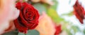 Closeup of nature view red rose flower bouquet with copy space using as background natural plants landscape, ecology cover page Royalty Free Stock Photo