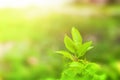 Closeup nature view of Tree top green leaf in garden at summer under sunlight. Royalty Free Stock Photo