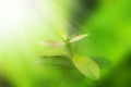 Closeup nature view of Tree top green leaf in garden at summer under sunlight. Royalty Free Stock Photo