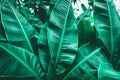 Closeup nature view of tropical banana leaf background