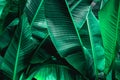 Closeup nature view of tropical banana leaf background Royalty Free Stock Photo