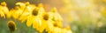 Closeup of nature yellow flower on blurred gereen background under sunlight with bokeh and copy space using as background natural Royalty Free Stock Photo