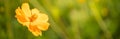 Closeup of nature yellow flower on blurred gereen background under sunlight with bokeh and copy space using as background natural Royalty Free Stock Photo