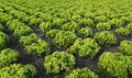 Closeup of Neat Rows Lettuce on Field