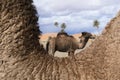 Closeup of the neck of a camel dromedary with a blurred camel in the background