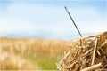 Closeup of Needle in haystack on background