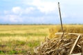 Closeup of Needle in haystack on blurred