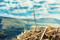 Closeup of Needle in haystack on blurred