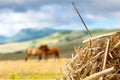 Closeup of Needle in haystack on blurred