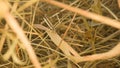 Closeup of a needle in haystack. Macro photography. Royalty Free Stock Photo