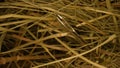 Closeup of a needle in haystack. Macro photography. Royalty Free Stock Photo