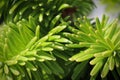 Closeup of the needles on a dwarf balsam fir