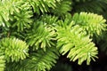 Closeup of the needles on a dwarf balsam fir Royalty Free Stock Photo