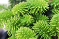 Closeup of the needles on a dwarf balsam fir