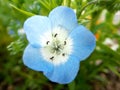 Closeup of Nemophila or baby blue eyes in Tokyo. Royalty Free Stock Photo