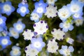 Closeup nemophila flowers field in hitachi seaside park japan Royalty Free Stock Photo